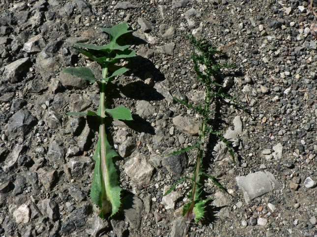 Soncus oleraceus e Soncus asper a confronto