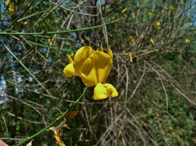 Spartium Junceum (1)