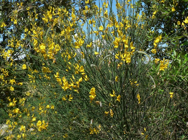 Spartium Junceum (2)