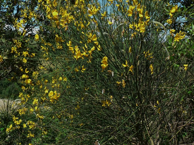 Spartium Junceum (3)