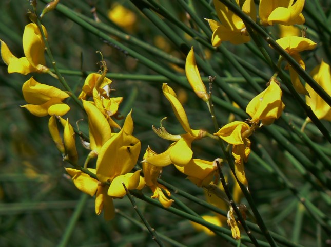 Spartium Junceum (4)