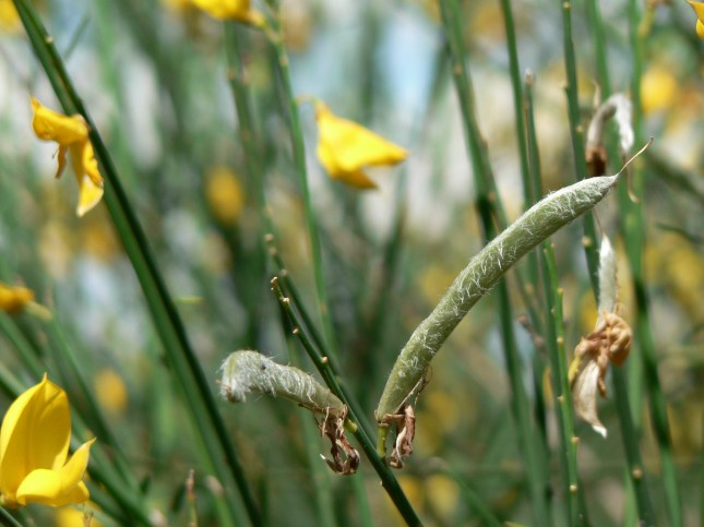 Spartium Junceum (5)