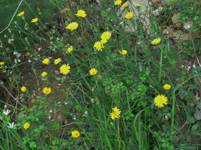 Terracrepolo, fiori simili a Tarassaco