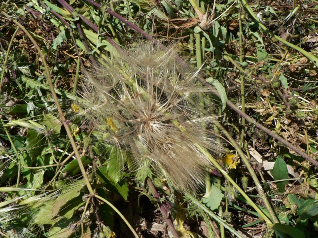 Tragopogon porrif. -(pappo)