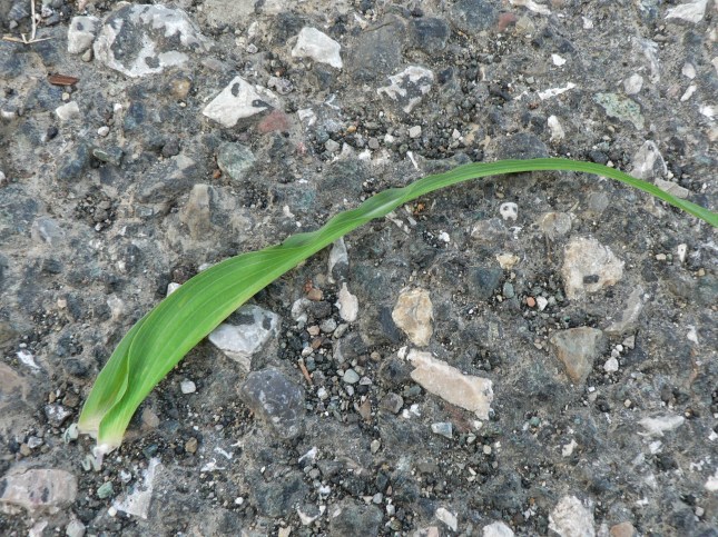 Tragopogon porrifolius (10)