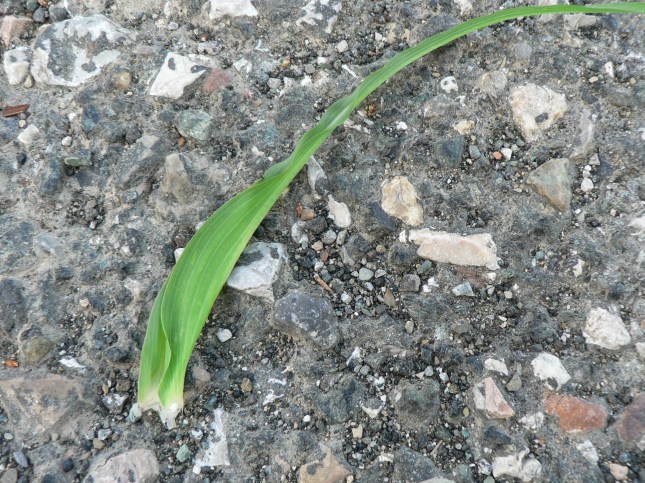 Tragopogon porrifolius (11)