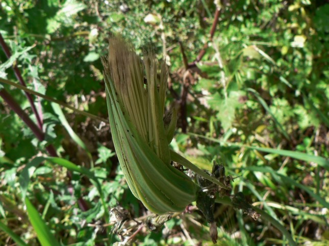 Tragopogon porrifolius (2)