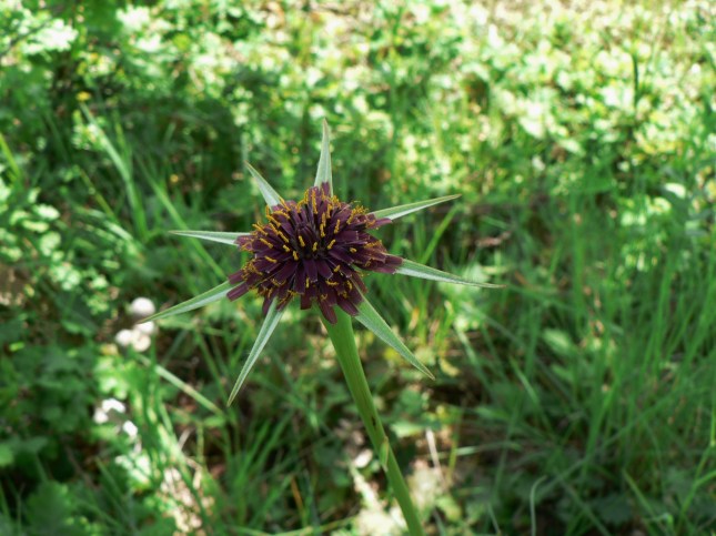 Tragopogon porrifolius (3)