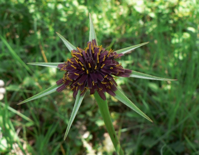Tragopogon porrifolius (4)