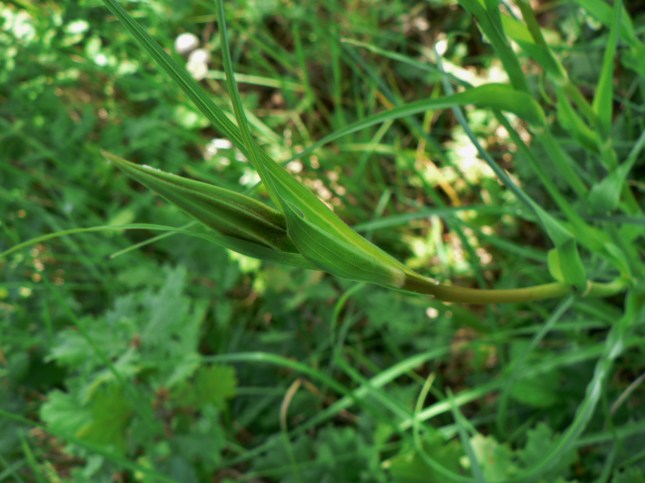 Tragopogon porrifolius (5)