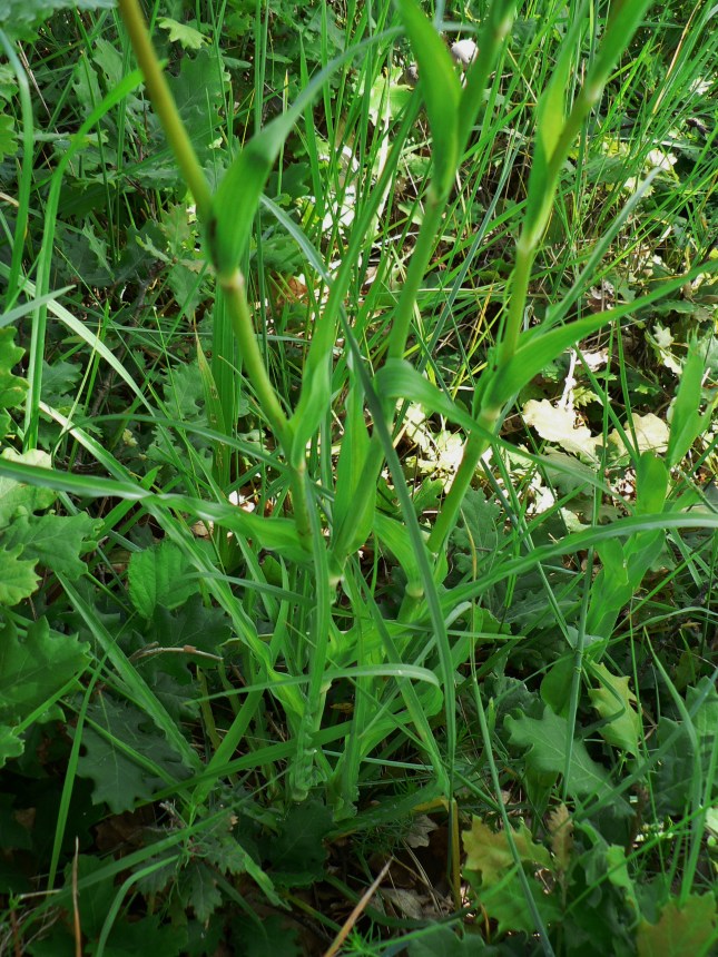 Tragopogon porrifolius (6)