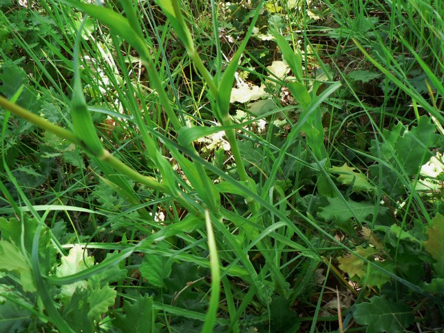 Tragopogon porrifolius (7)