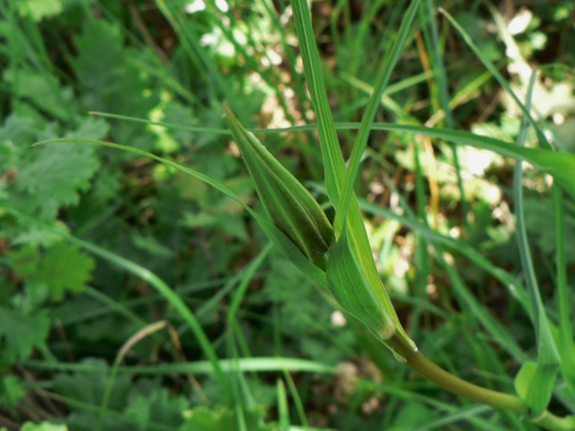 Tragopogon porrifolius (8)