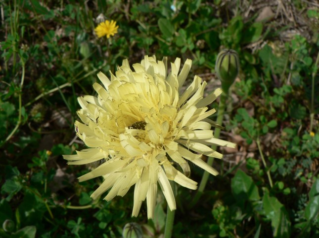 Uruspermum dalechampii (1)