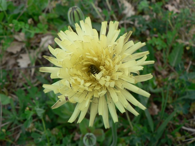 Uruspermum dalechampii (2)