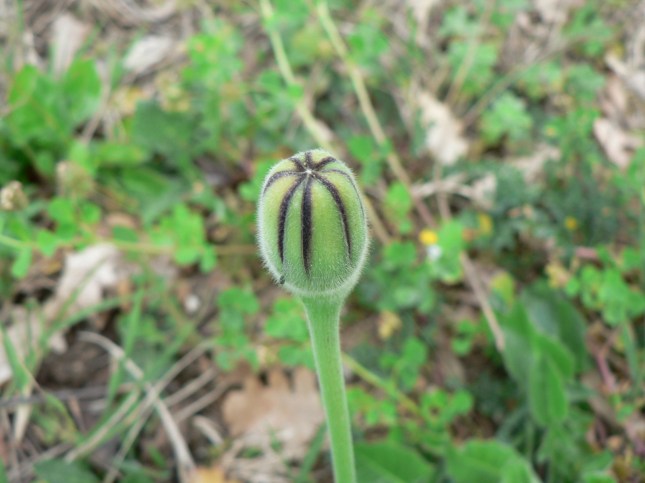 Uruspermum dalechampii (4)