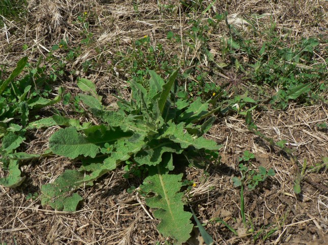 Verbascum sinuatum (1)