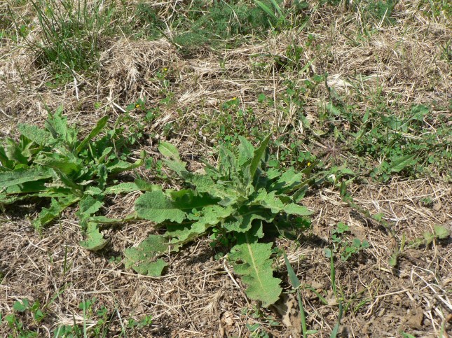 Verbascum sinuatum (2)