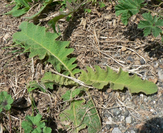 Verbascum sinuatum (3)