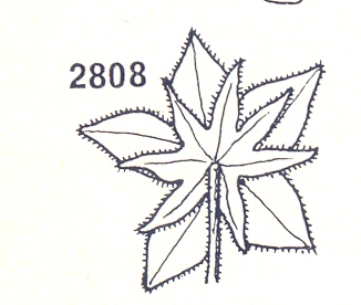 Althes_cannabina_calice_calicetto