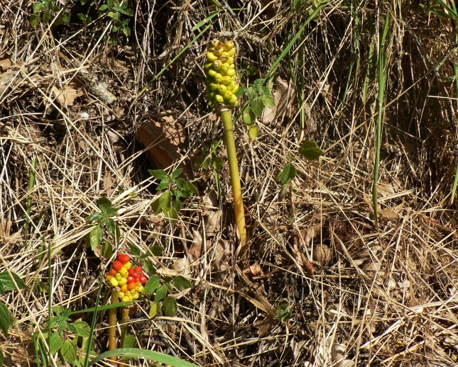 arum italicum (1)