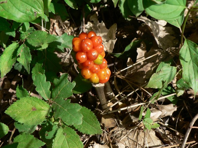 arum italicum (2)