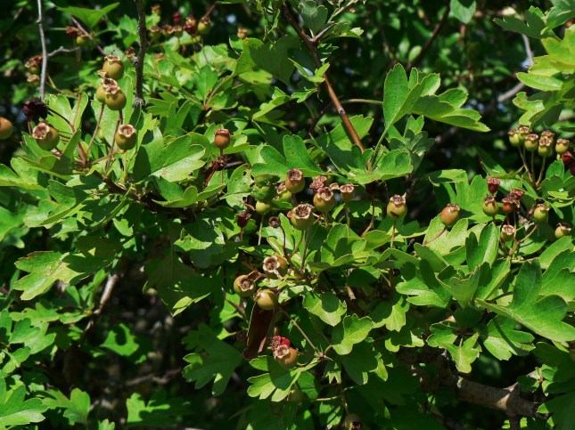 Biancospino frutti (2)