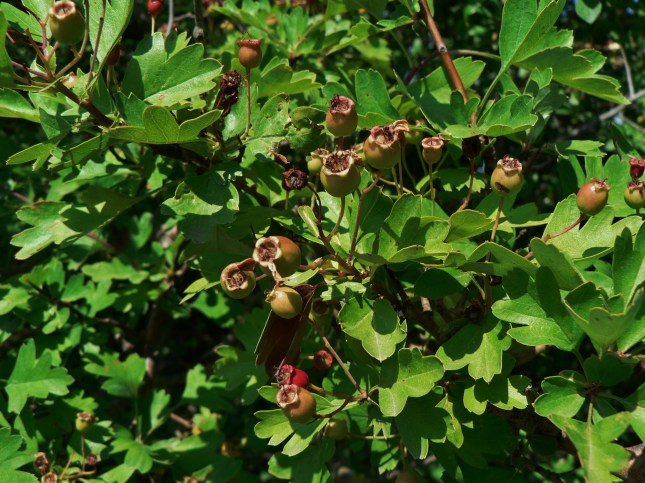 Biancospino frutti (3)