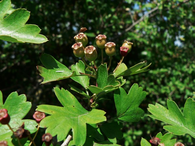 Biancospino frutti (5)