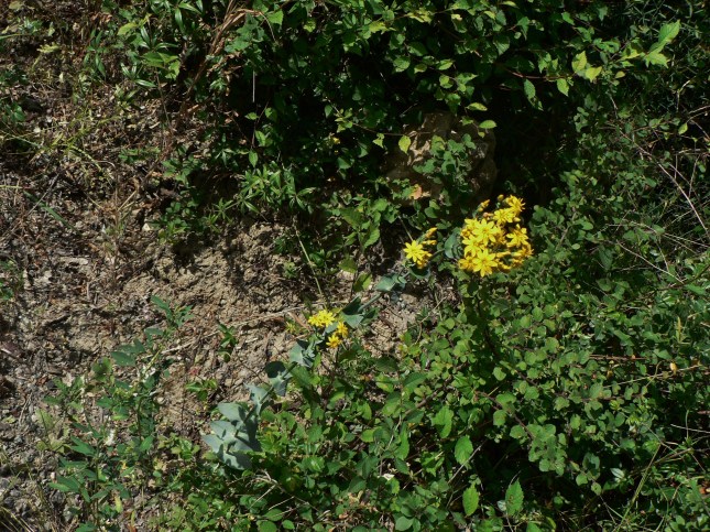 Blakstonia perfoliata (1)