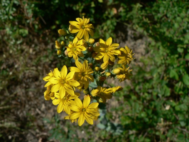 Blakstonia perfoliata (2)