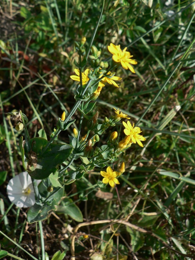 Blakstonia perfoliata (4)