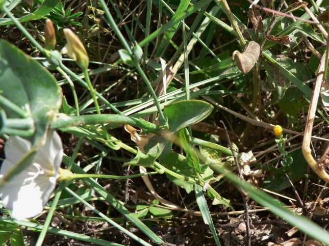 Blakstonia perfoliata (5)