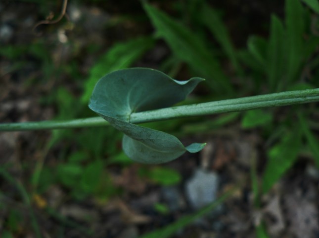 Blakstonia perfoliata (6)