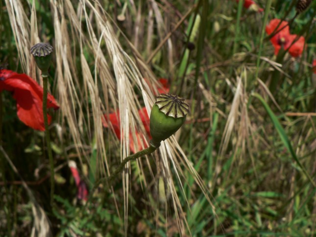 capsula semi pavavero (1)