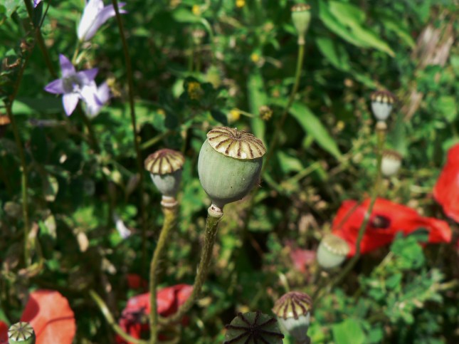 capsula semi pavavero (2)