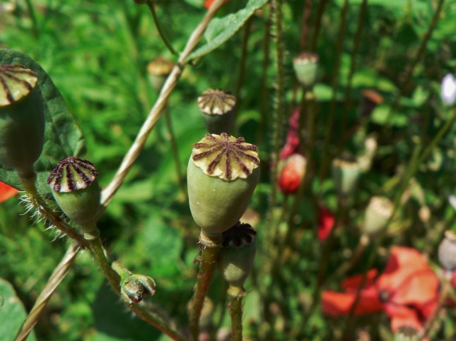 capsula semi pavavero (3)