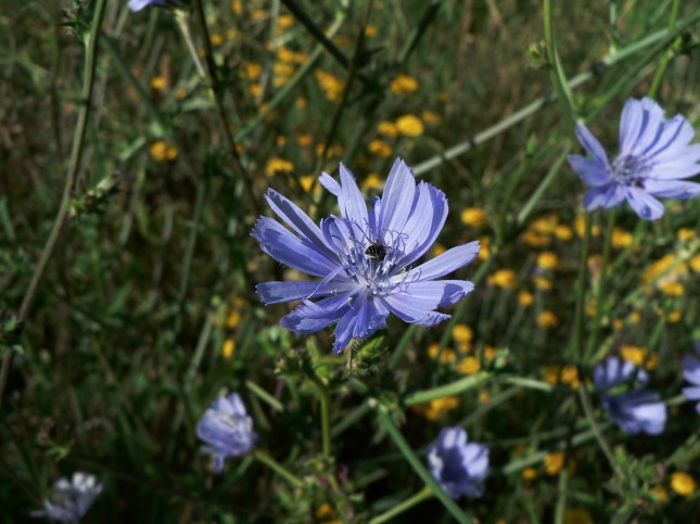 Cichorium intybus (1)
