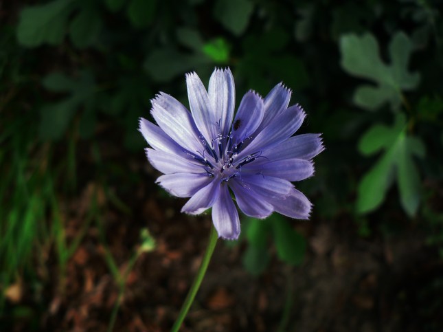 Cichorium intybus (2)