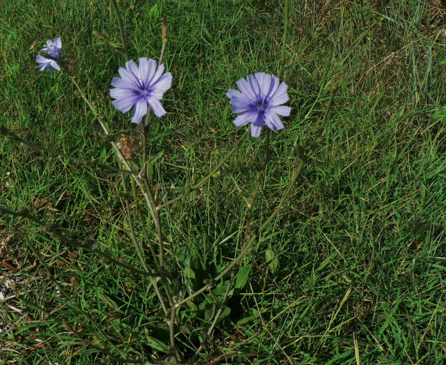 Cichorium intybus (3)