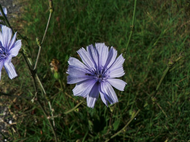 Cichorium intybus (4)