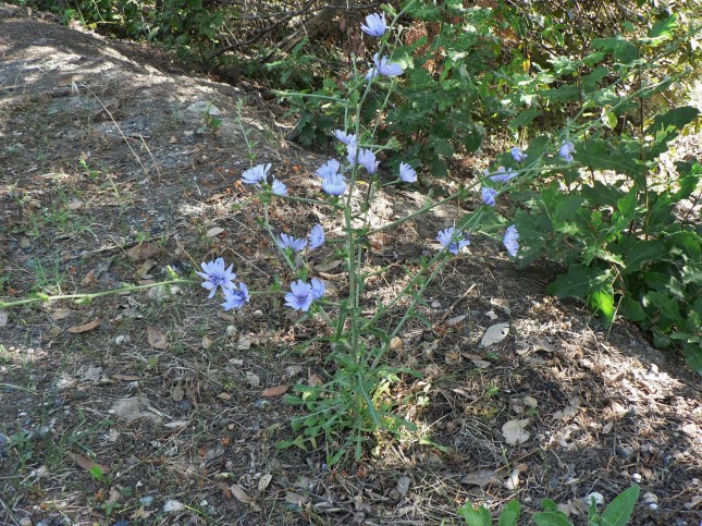 Cichorium intybus (5)