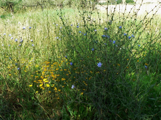 Cichorium intybus (6)