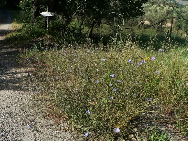 Cichorium intybus