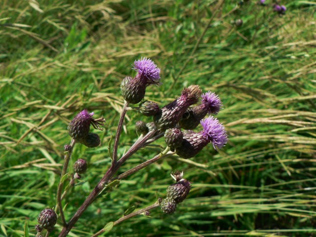 Cirisium arvense (1)
