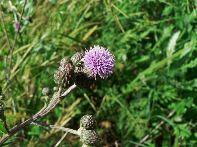 Cirsium arvense (10)