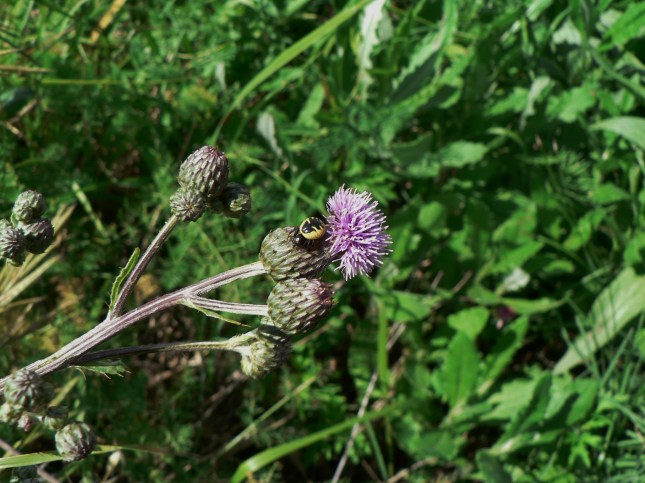 Cirisium arvense (11)