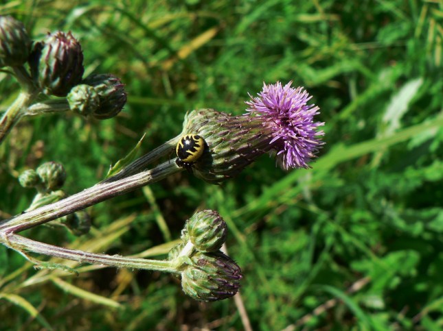 Cirisium arvense (12)