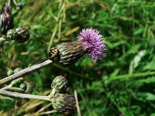 Cirisium arvense (13)