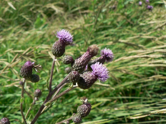 Cirsium arvense (14)
